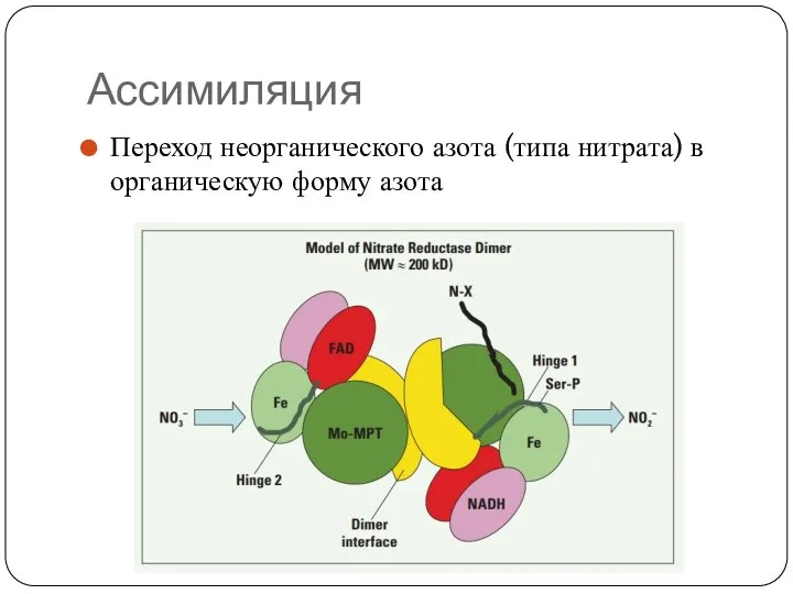 Ассимиляция Переход неорганического азота (типа нитрата) в органическую форму азота