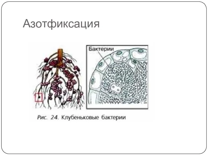 Азотфиксация