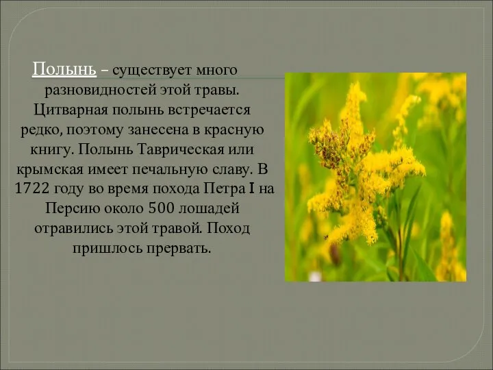 Полынь – существует много разновидностей этой травы. Цитварная полынь встречается редко,