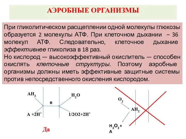 АЭРОБНЫЕ ОРГАНИЗМЫ При гликолитическом расщеплении одной молекулы глюкозы образуется 2 молекулы