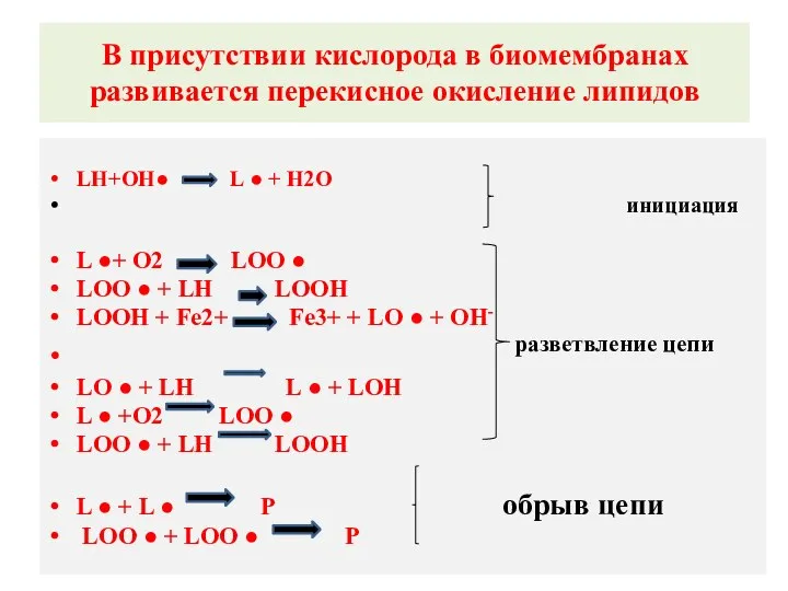 В присутствии кислорода в биомембранах развивается перекисное окисление липидов. LH+ОН● L