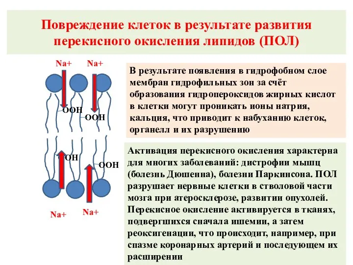 Повреждение клеток в результате развития перекисного окисления липидов (ПОЛ) OOH OOH