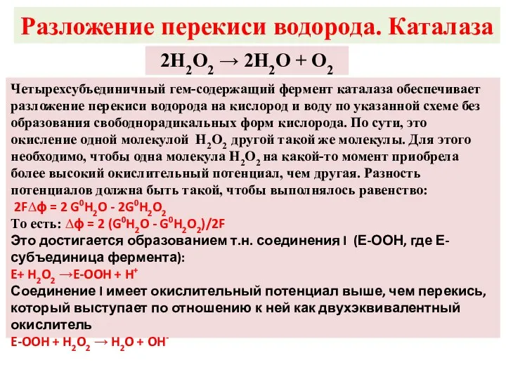 Разложение перекиси водорода. Каталаза 2H2O2 → 2H2O + O2 Четырехсубъединичный гем-содержащий