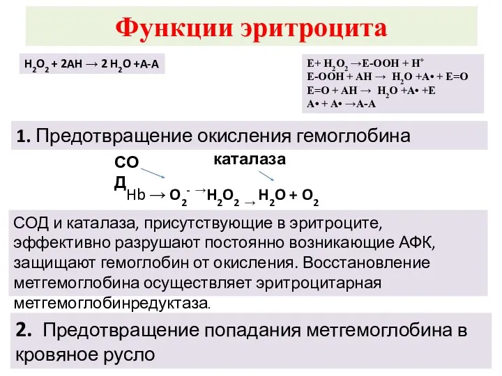 Функции эритроцита H2O2 + 2AH → 2 H2O +A-A E+ H2O2