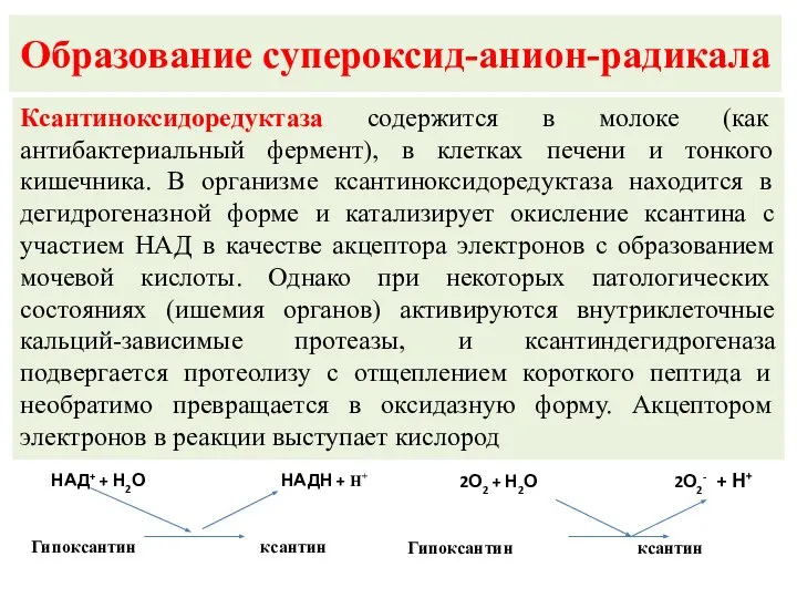 Образование супероксид-анион-радикала Ксантиноксидоредуктаза содержится в молоке (как антибактериальный фермент), в клетках