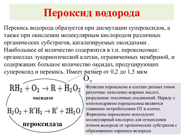 Пероксид водорода Перекись водорода образуется при дисмутации супероксидов, а также при