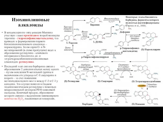 Изохинолиновые алкалоиды В конденсации по типу реакции Манниха участвует также производное