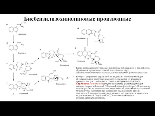 Бисбензилизохинолиновые производные К ним принадлежат кураровые алкалоиды тубокурарин и токсиферин, образуются