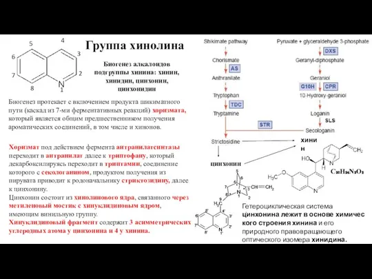 Группа хинолина 1 5 6 7 8 2 3 4 Биогенез