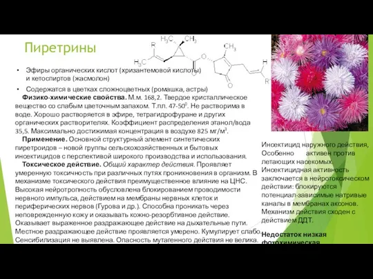 Пиретрины Эфиры органических кислот (хризантемовой кислоты) и кетоспиртов (жасмолон) Содержатся в