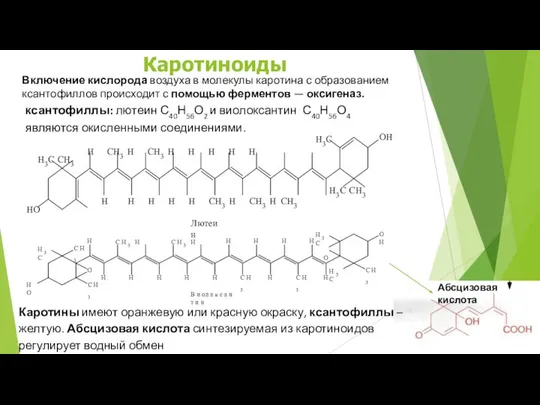 ксантофиллы: лютеин С40Н56О2 и виолоксантин С40Н56О4 являются окисленными соединениями. H3C CH3