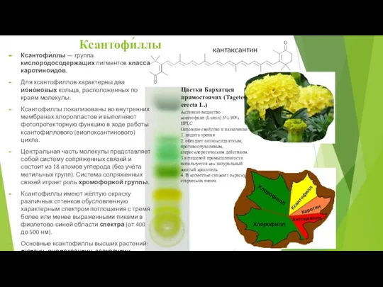 Ксантофи́ллы Ксантофи́ллы — группа кислородосодержащих пигментов класса каротиноидов. Для ксантофиллов характерны