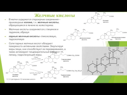 В желчи содержатся стероидные соединения – производные холана, т.н. желчные кислоты,