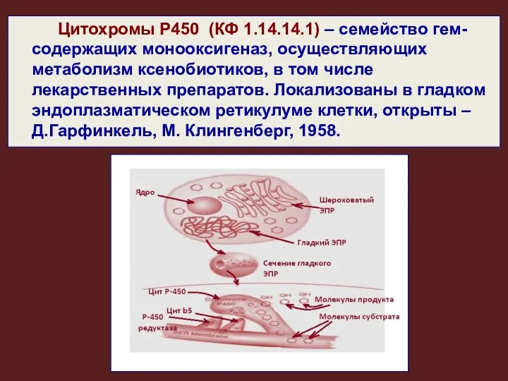 Цитохромы Р450 (КФ 1.14.14.1) – семейство гем-содержащих монооксигеназ, осуществляющих метаболизм ксенобиотиков,