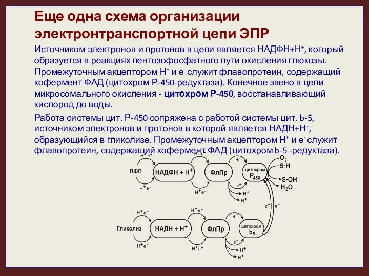 Еще одна схема организации электронтранспортной цепи ЭПР Источником электронов и протонов