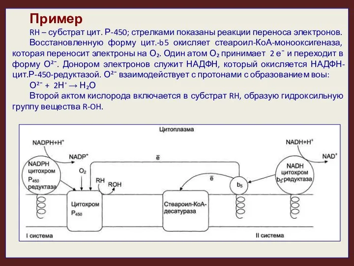 Пример RH – субстрат цит. Р-450; стрелками показаны реакции переноса электронов.