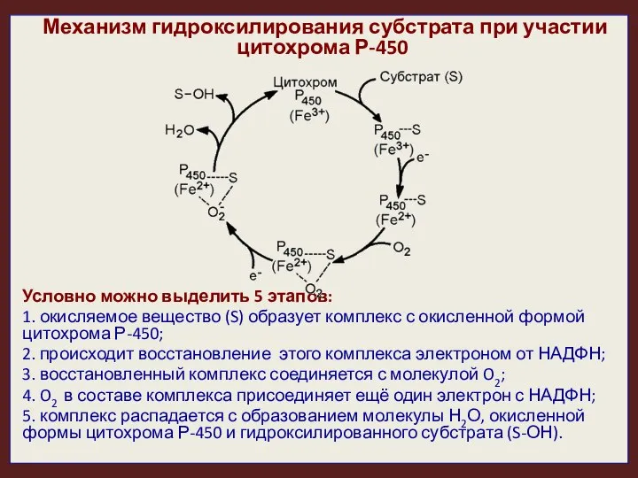 Механизм гидроксилирования субстрата при участии цитохрома Р-450 Условно можно выделить 5