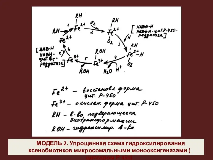 МОДЕЛЬ 2. Упрощенная схема гидроксилирования ксенобиотиков микросомальными монооксигеназами ( цитохром Р-450)