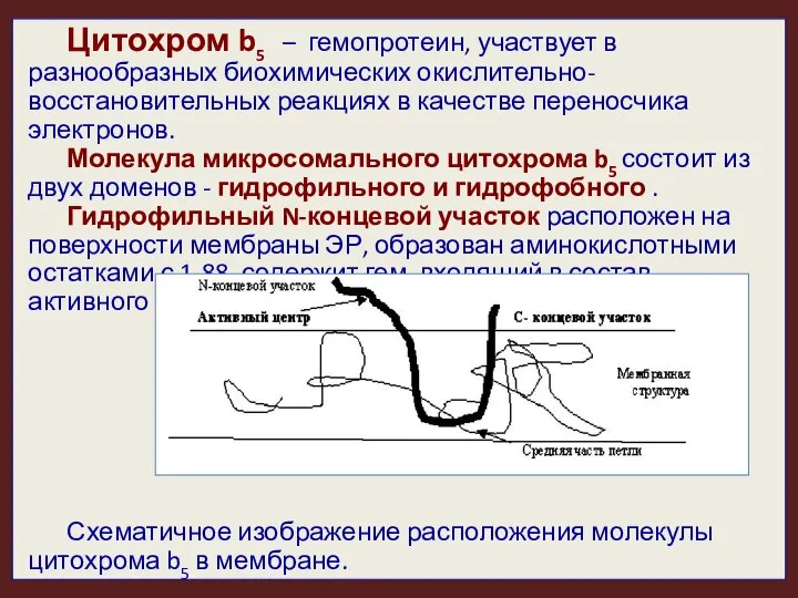 Цитохром b5 – гемопротеин, участвует в разнообразных биохимических окислительно-восстановительных реакциях в