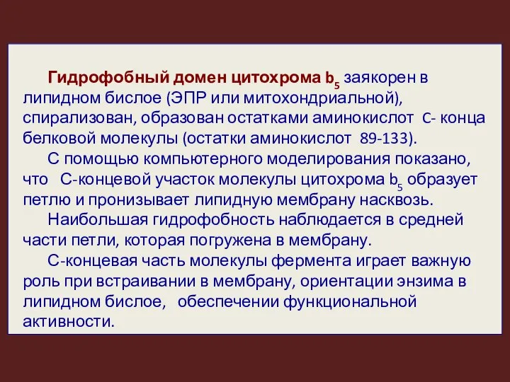 Гидрофобный домен цитохрома b5 заякорен в липидном бислое (ЭПР или митохондриальной),