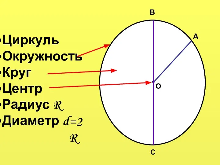 ● Циркуль Окружность Круг Центр Радиус R Диаметр d О А В С =2R