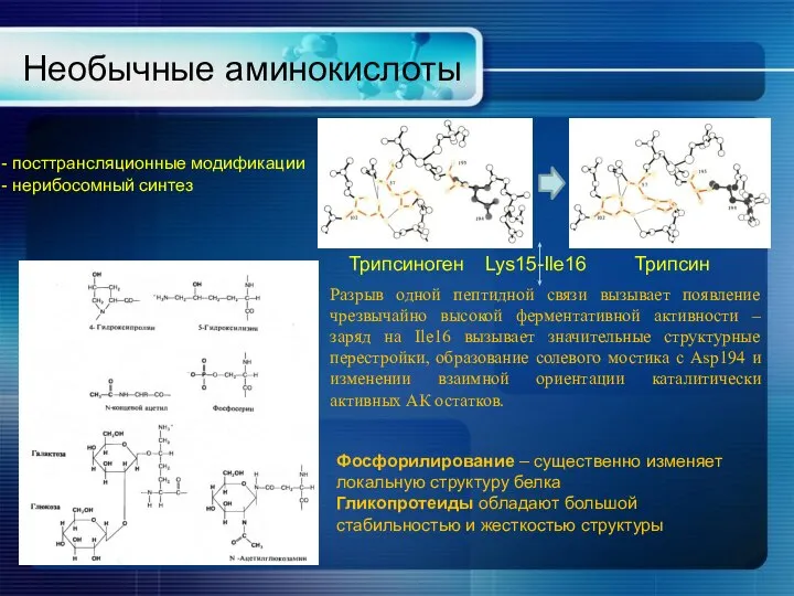 Необычные аминокислоты Трипсиноген Трипсин Lys15-Ile16 Разрыв одной пептидной связи вызывает появление