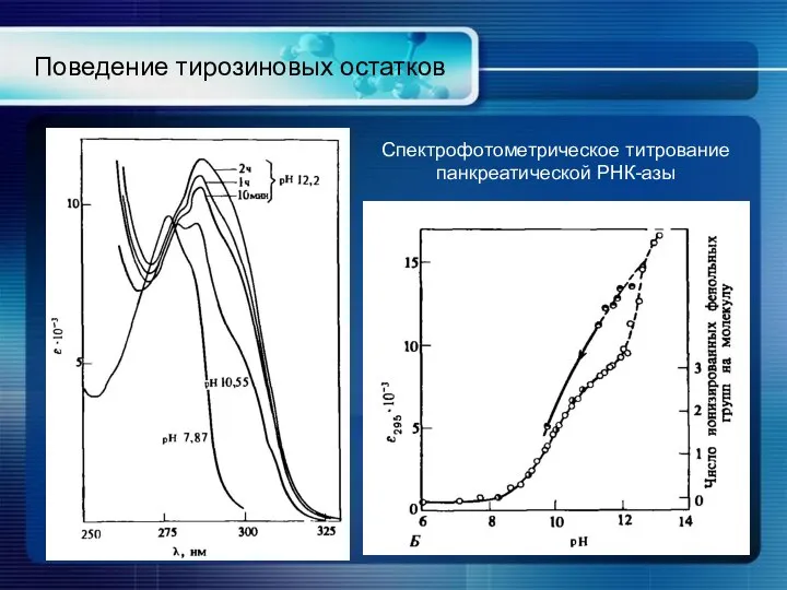 Поведение тирозиновых остатков Спектрофотометрическое титрование панкреатической РНК-азы