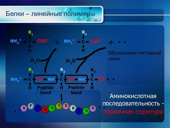 Белки – линейные полимеры R1 NH3＋ C CO H R2 NH