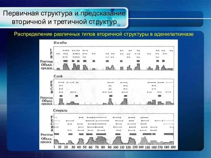 Первичная структура и предсказание вторичной и третичной структур Распределение различных типов вторичной структуры в аденилаткиназе