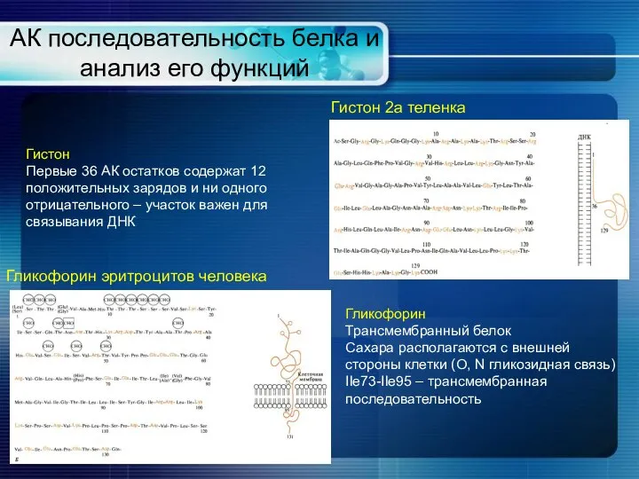 АК последовательность белка и анализ его функций Гликофорин эритроцитов человека Гистон