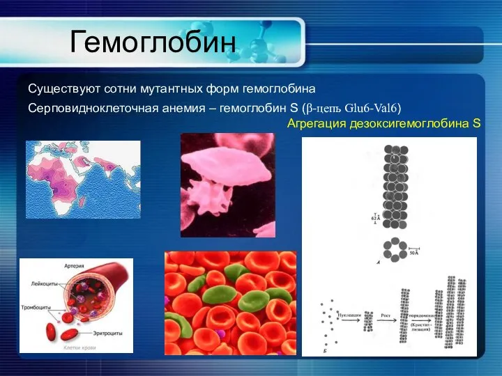 Гемоглобин Существуют сотни мутантных форм гемоглобина Серповидноклеточная анемия – гемоглобин S (β-цепь Glu6-Val6) Агрегация дезоксигемоглобина S