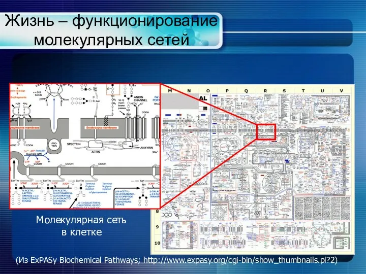 Жизнь – функционирование молекулярных сетей Молекулярная сеть в клетке (Из ExPASy Biochemical Pathways; http://www.expasy.org/cgi-bin/show_thumbnails.pl?2)