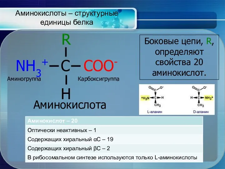 Аминокислоты – структурные единицы белка Аминокислота Боковые цепи, R, определяют свойства 20 аминокислот. Аминогруппа Карбоксигруппа