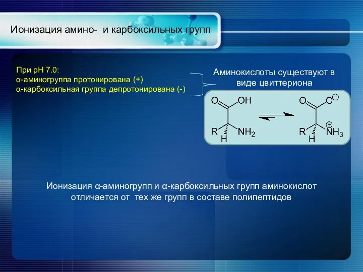 Ионизация амино- и карбоксильных групп При рН 7.0: α-аминогруппа протонирована (+)