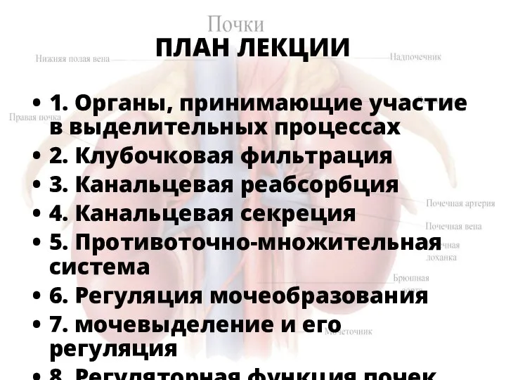 ПЛАН ЛЕКЦИИ 1. Органы, принимающие участие в выделительных процессах 2. Клубочковая