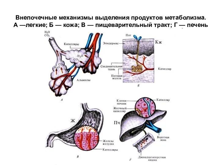 Внепочечные механизмы выделения продуктов метаболизма. А —легкие; Б — кожа; В