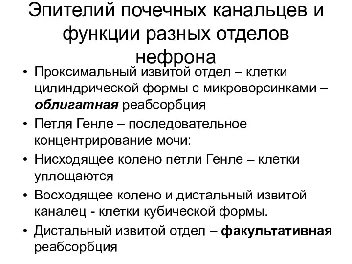 Эпителий почечных канальцев и функции разных отделов нефрона Проксимальный извитой отдел