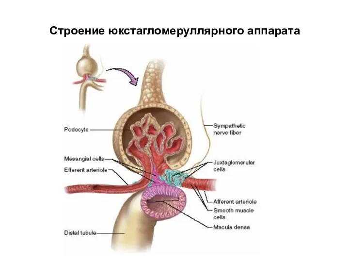 Строение юкстагломеруллярного аппарата