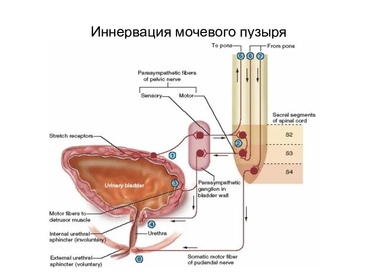 Иннервация мочевого пузыря