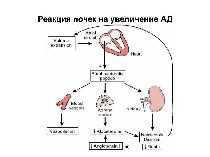 Реакция почек на увеличение АД