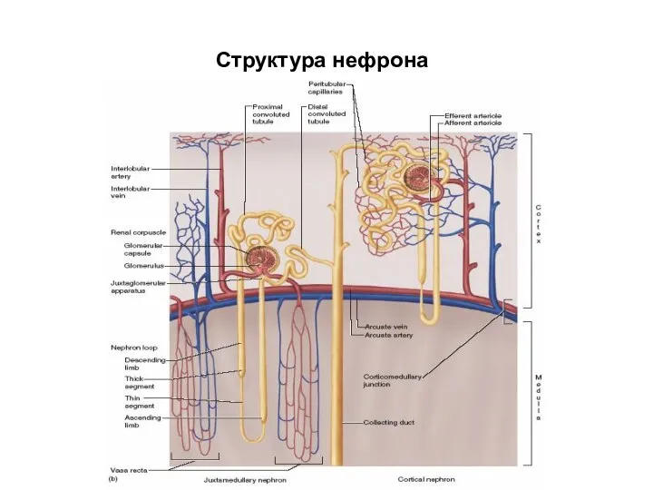 Структура нефрона