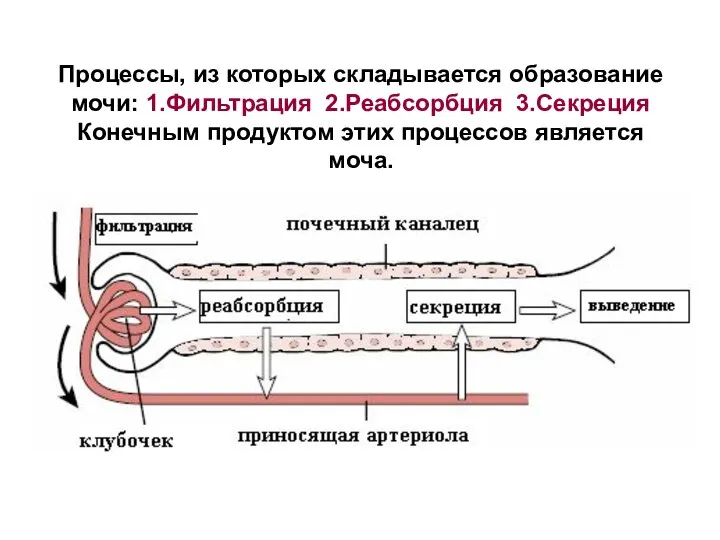 Процессы, из которых складывается образование мочи: 1.Фильтрация 2.Реабсорбция 3.Секреция Конечным продуктом этих процессов является моча.