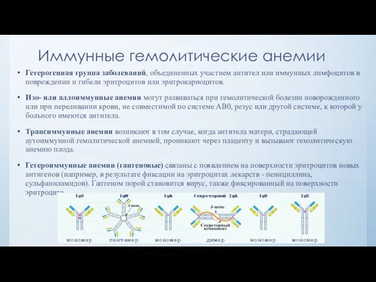 Иммунные гемолитические анемии Гетерогенная группа заболеваний, объединенных участием антител или иммунных