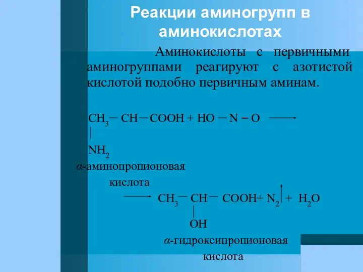 Реакции аминогрупп в аминокислотах Аминокислоты с первичными аминогруппами реагируют с азотистой