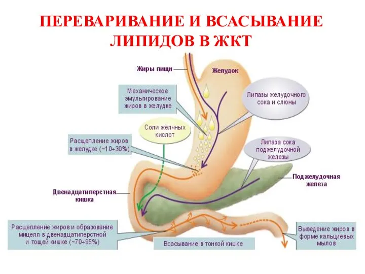 ПЕРЕВАРИВАНИЕ И ВСАСЫВАНИЕ ЛИПИДОВ В ЖКТ