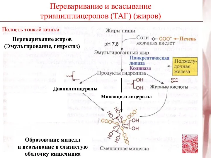 Переваривание и всасывание триацилглицеролов (ТАГ) (жиров) Полость тонкой кишки Переваривание жиров