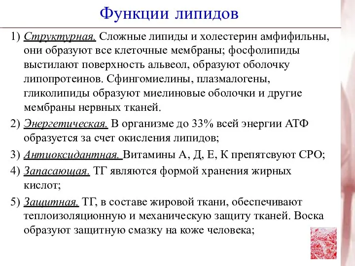 Функции липидов 1) Структурная. Сложные липиды и холестерин амфифильны, они образуют