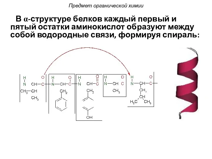 В α-структуре белков каждый первый и пятый остатки аминокислот образуют между