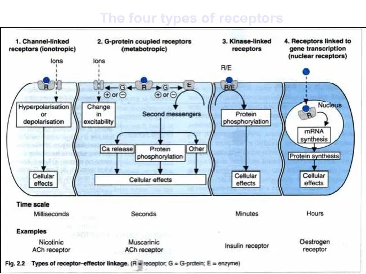 The four types of receptors