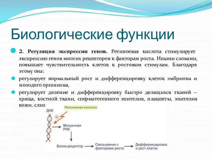 Биологические функции 2. Регуляция экспрессии генов. Ретиноевая кислота стимулирует экспрессию генов